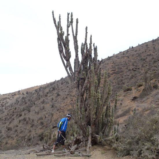 Cactus Antofagasta Trekking 2 Monumento natural Paposo