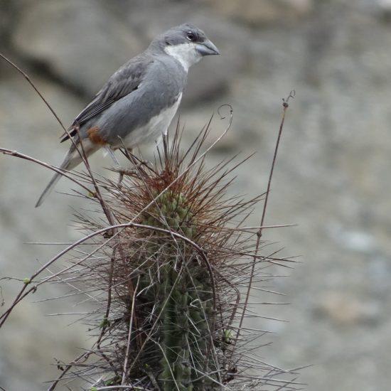 Pájaro Antofagasta 1 Monumento natural Paposo