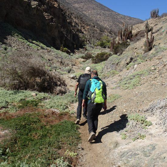 Trekking Antofagasta Montañas cactus
